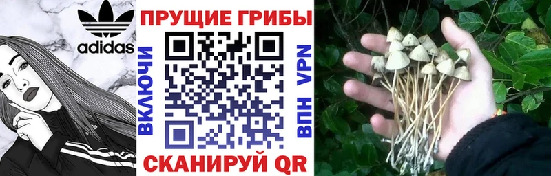 darknet официальный сайт Бородино Псилоцибиновые грибы Magic Shrooms